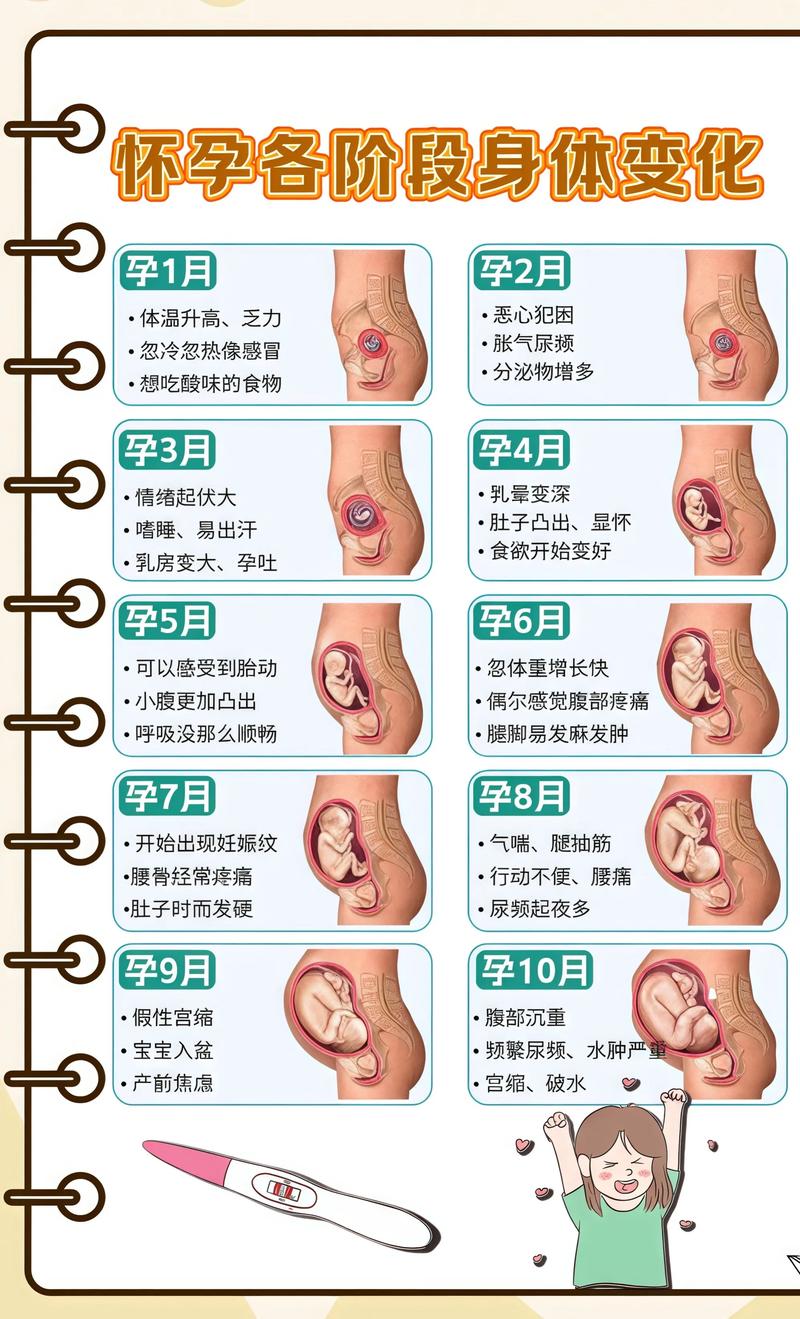 揭秘供卵代孕妈妈怀孕小腹分两节，孕期变化的奥秘通辽代生机构: